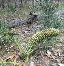 Attēlu rezultāti vaicājumam “Gymnostomum calcareum macro”
