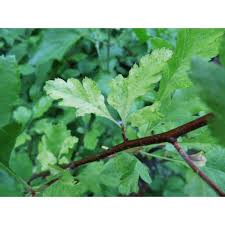 Attēlu rezultāti vaicājumam “Crataegus chlorosarca”
