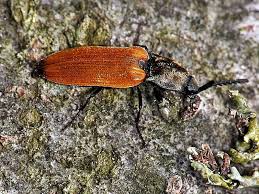 Attēlu rezultāti vaicājumam “Anostirus castaneus”