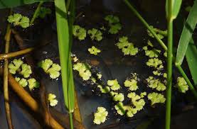 Attēlu rezultāti vaicājumam “Ricciocarpos natans”