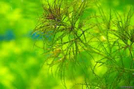 Attēlu rezultāti vaicājumam “Najas major”