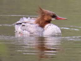Attēlu rezultāti vaicājumam “Mergus merganser female”