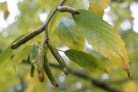Attēlu rezultāti vaicājumam “Betula humilis fruit”