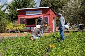 people experiencing homelessness buying produce from the Homeless Garden Project retail store