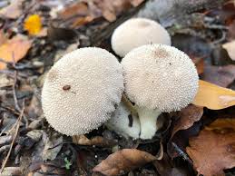 Attēlu rezultāti vaicājumam “Lycoperdon perlatum”