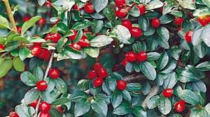 Attēlu rezultāti vaicājumam “Cotoneaster divaricatus fruit”