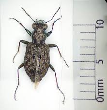 Attēlu rezultāti vaicājumam “Elaphrus cupreus”