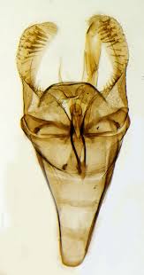 Attēlu rezultāti vaicājumam “Incurvaria oehlmanniella”