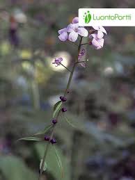 Attēlu rezultāti vaicājumam “Cardamine bulbifera leaf”
