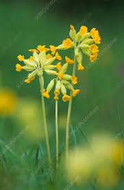 Attēlu rezultāti vaicājumam “Primula veris”
