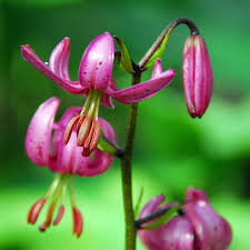 Attēlu rezultāti vaicājumam “Lilium martagon bud”