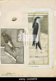 Attēlu rezultāti vaicājumam “Delichon urbicum adult”