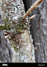 Attēlu rezultāti vaicājumam “Aleurodiscus amorphus”