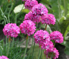 Attēlu rezultāti vaicājumam “Armeria vulgaris flower”
