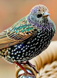 Attēlu rezultāti vaicājumam “Sturnus vulgaris”