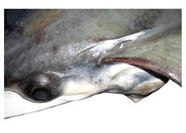 Image result for Mobula tarapacana