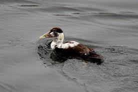 Attēlu rezultāti vaicājumam “Somateria mollissima juvenile”