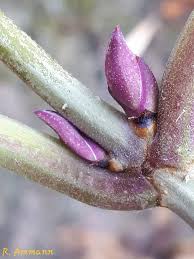 Attēlu rezultāti vaicājumam “Acer negundo bud”