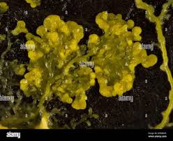 Attēlu rezultāti vaicājumam “Physarum leucopus plasmodium”