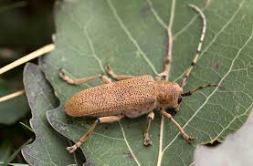 Attēlu rezultāti vaicājumam “Saperda carcharias”