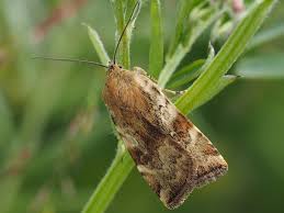 Attēlu rezultāti vaicājumam “Cryptocala chardinyi”