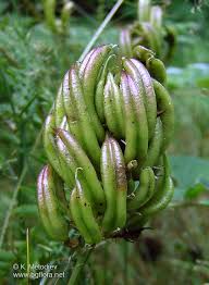 Attēlu rezultāti vaicājumam “Astragalus glycyphyllos fruit”