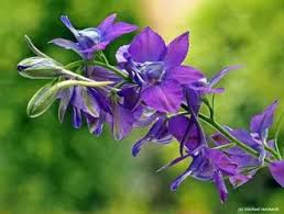 Image result for Consolida ajacis oder Consolida regalis