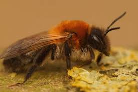 Attēlu rezultāti vaicājumam “Andrena haemorrhoa female”