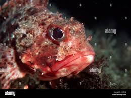 Image result for Scorpaena porcus