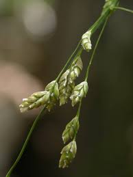 Attēlu rezultāti vaicājumam “Glyceria striata”