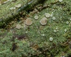 Attēlu rezultāti vaicājumam “Fellhanera subtilis”