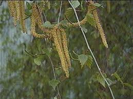 Attēlu rezultāti vaicājumam “Betula pendula flower”