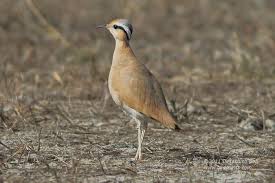 Image result for Cursorius cursor