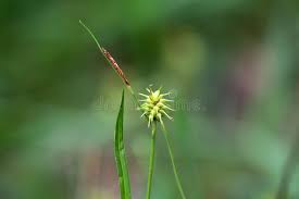 Attēlu rezultāti vaicājumam “Carex flava”