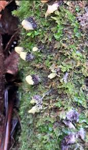 Attēlu rezultāti vaicājumam “Stemonitis fusca stalked”