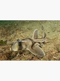 Image result for Heterodontus portusjacksoni