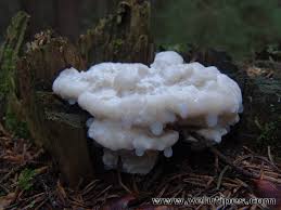 Attēlu rezultāti vaicājumam “Postia stiptica”