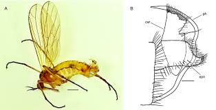 Attēlu rezultāti vaicājumam “Empis sp.”