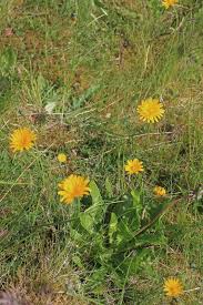 Attēlu rezultāti vaicājumam “Leontodon autumnalis”