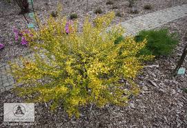 Attēlu rezultāti vaicājumam “Betula nana flower”