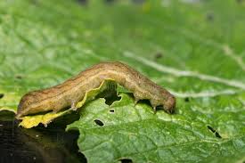 Attēlu rezultāti vaicājumam “Mamestra brassicae larva”