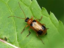 Attēlu rezultāti vaicājumam “Phyllobrotica quadrimaculata”