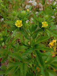 Attēlu rezultāti vaicājumam “Potentilla norvegica”