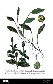 Attēlu rezultāti vaicājumam “Potamogeton perfoliatus flower”