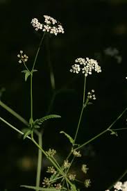 Attēlu rezultāti vaicājumam “Torilis japonica leaf”