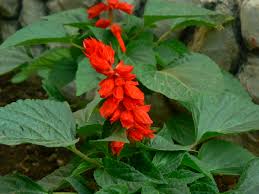 Image result for Salvia splendens
