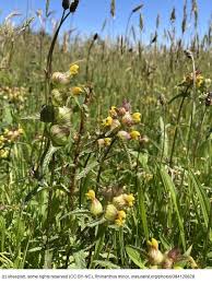 Attēlu rezultāti vaicājumam “Rhinanthus minor”