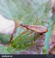 Attēlu rezultāti vaicājumam “Nabis limbatus”