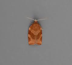 Attēlu rezultāti vaicājumam “Pandemis cinnamomeana female”