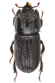 Attēlu rezultāti vaicājumam “Sinodendron cylindricum male”